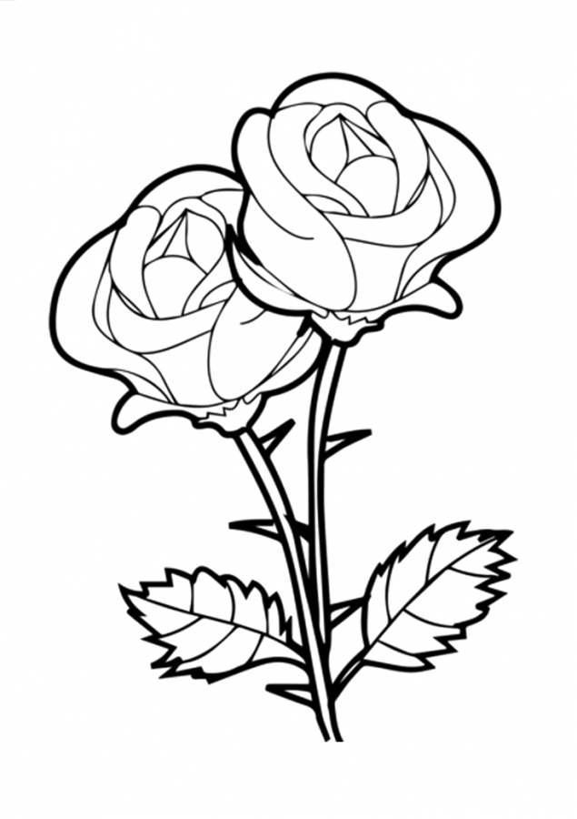 Rosa