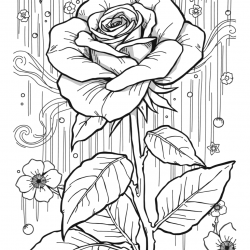 Rosa