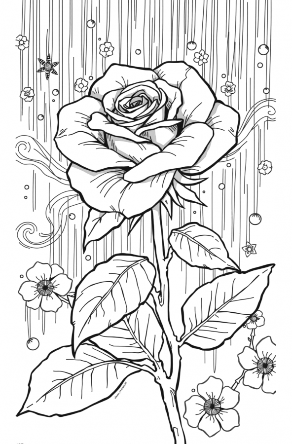 Rosa