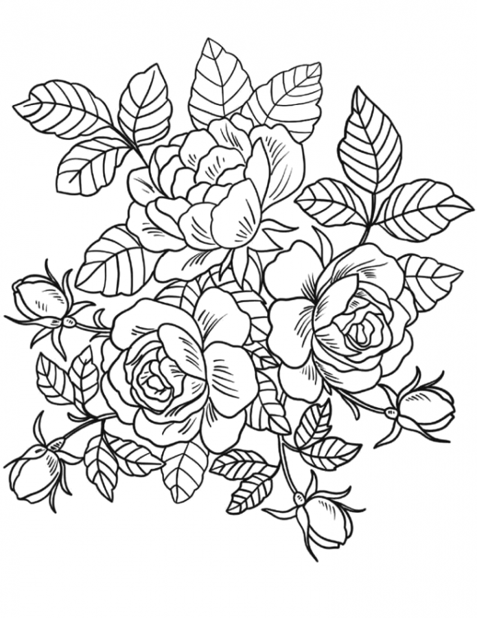 Rosa