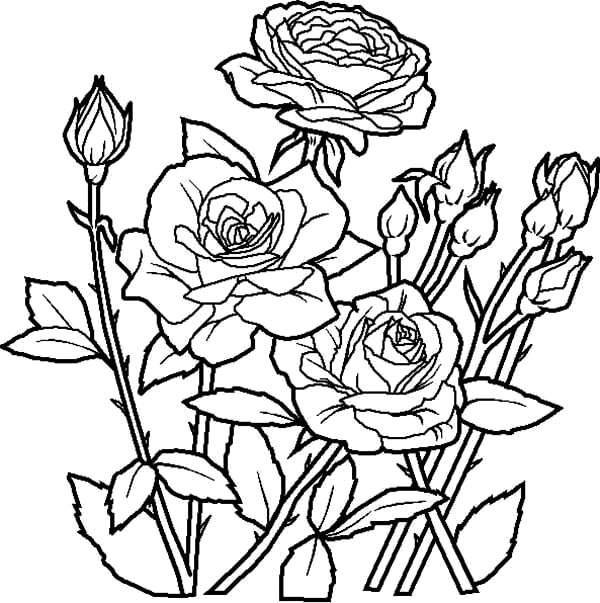 Rosa