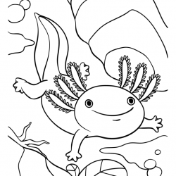 Axolotes