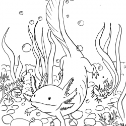 Axolotes