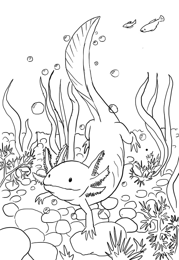Axolotes