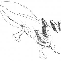Axolotes