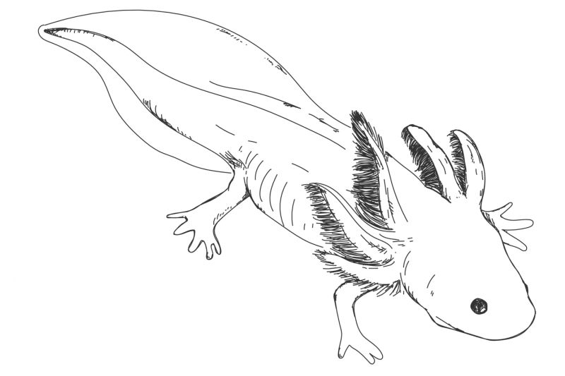 Axolotes