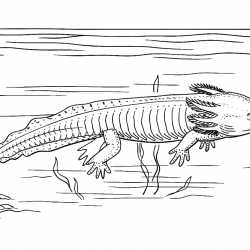 Axolotes