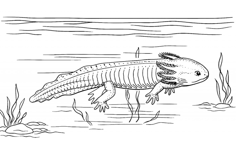 Axolotes