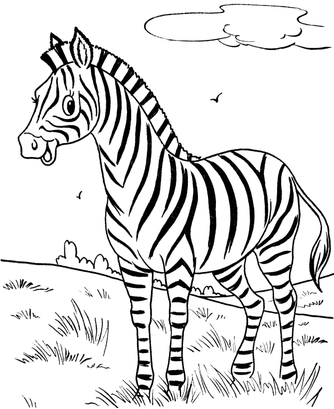 Zebras